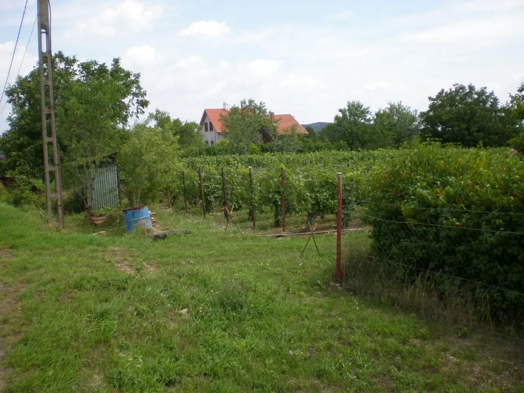 Szőlőhegy Fotók