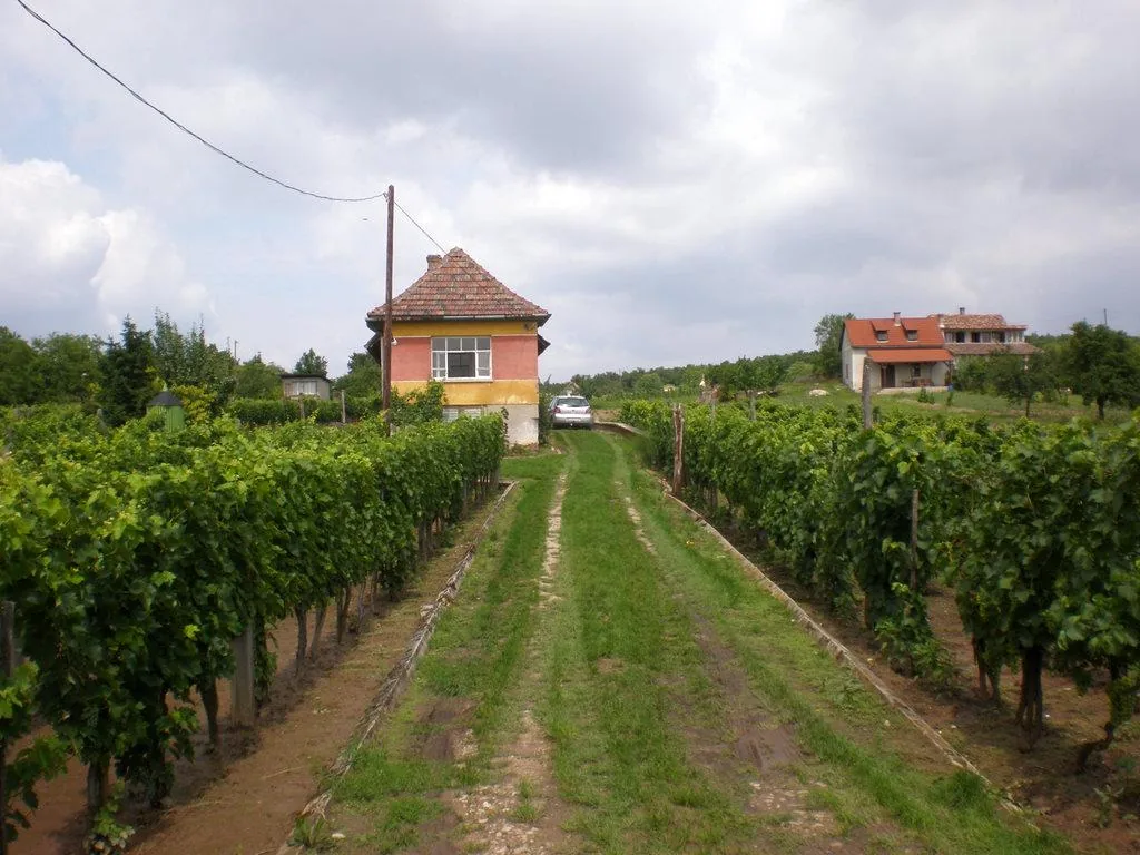 Szőlőhegy Fotók