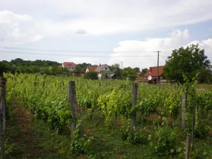 Szőlőhegy Fotók