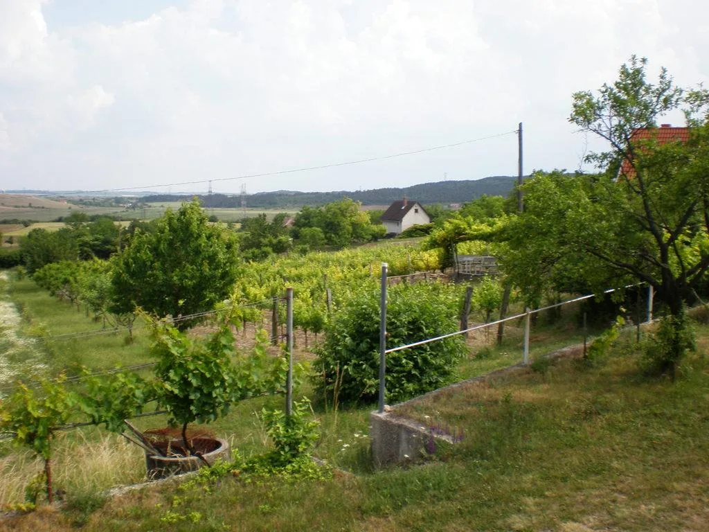 Szőlőhegy Fotók