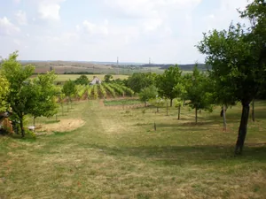 Szőlőhegy Fotók