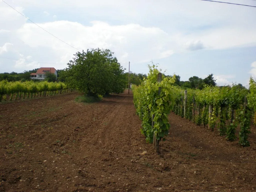 Szőlőhegy Fotók