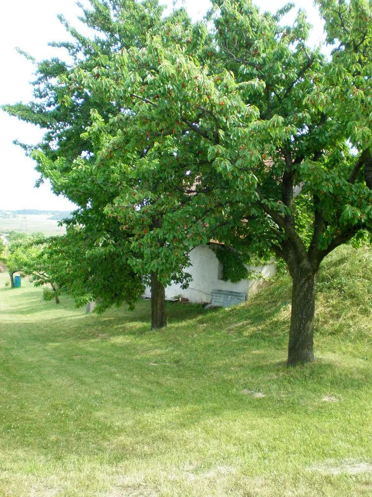 Szőlőhegy Fotók