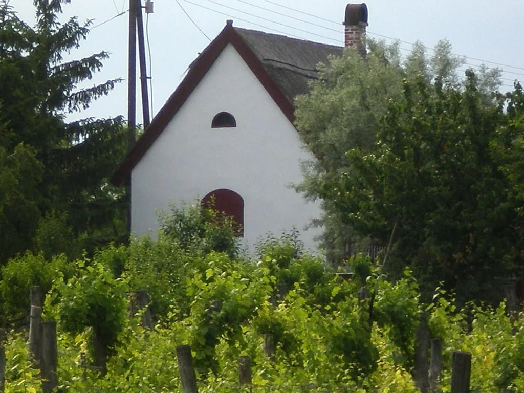 Szőlőhegy Fotók