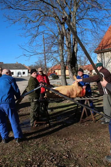 III. Falusi disznóvágás beszámoló fotókkal