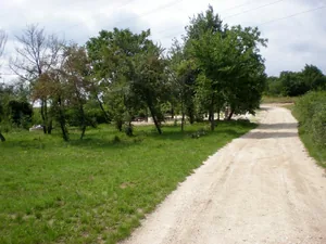 Szőlőhegy Fotók