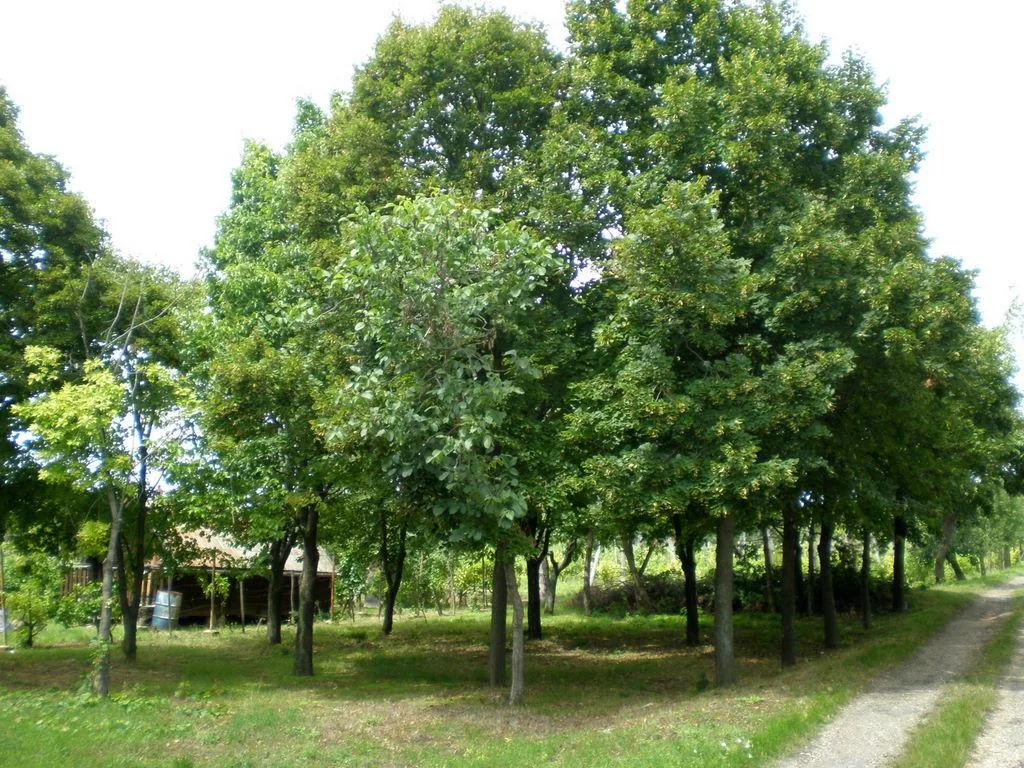Szőlőhegy Fotók
