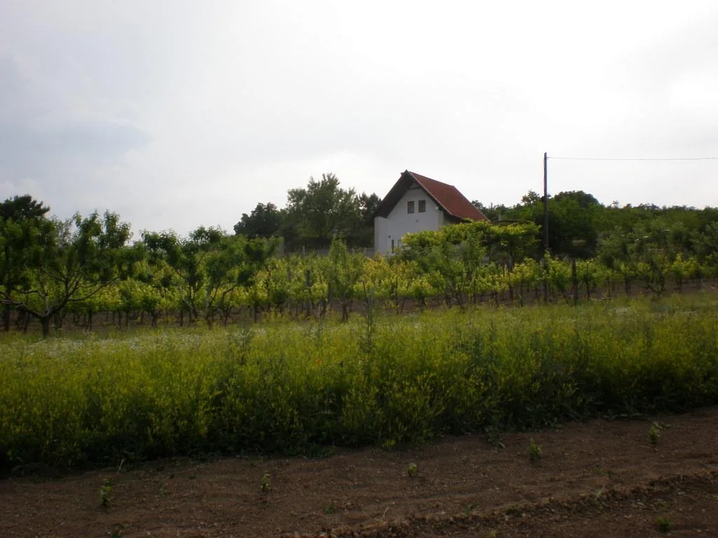 Szőlőhegy Fotók