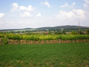 Szőlőhegy Fotók