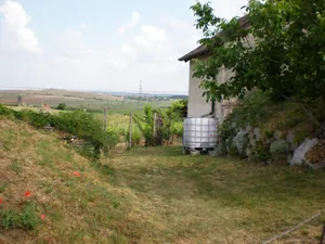 Szőlőhegy Fotók