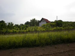 Szőlőhegy Fotók
