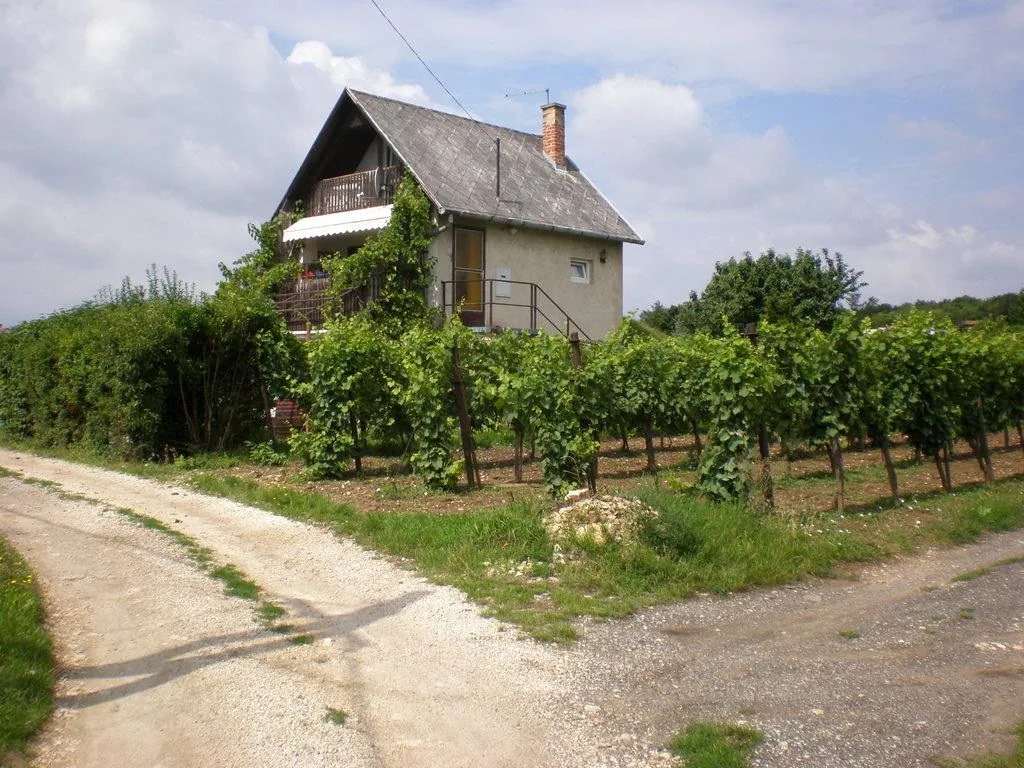 Szőlőhegy Fotók
