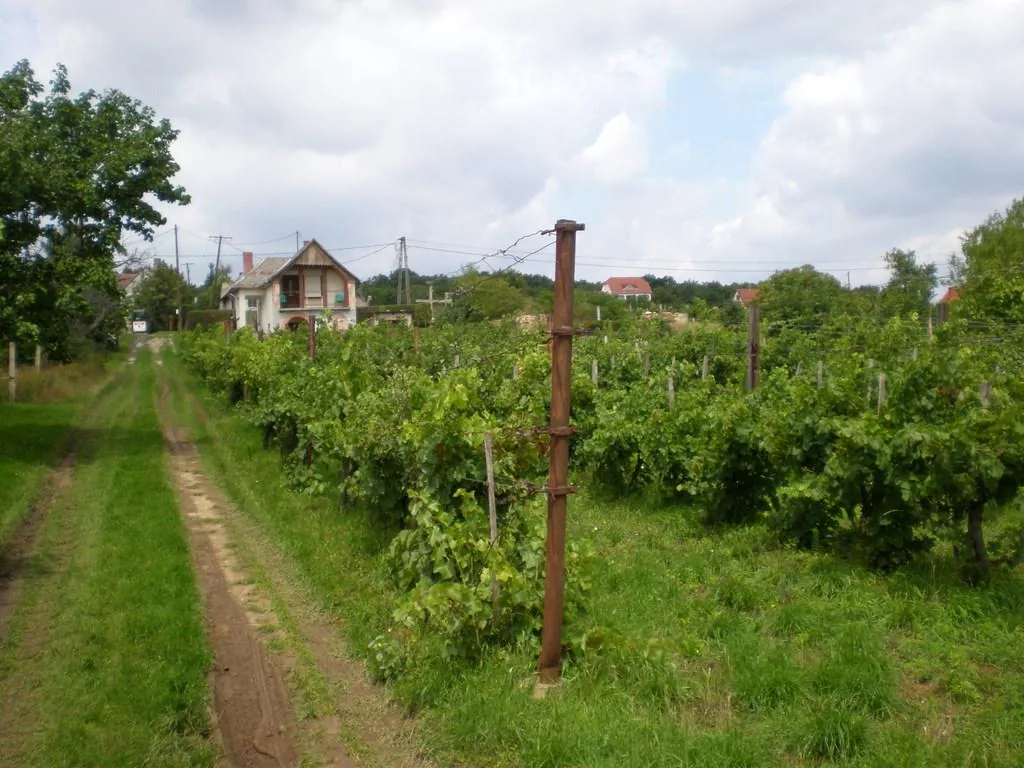 Szőlőhegy Fotók