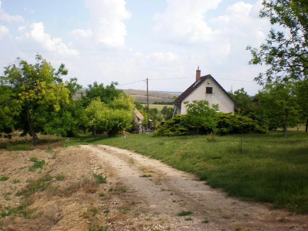 Szőlőhegy Fotók